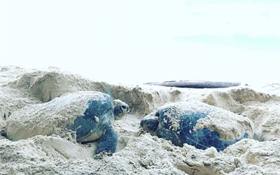 Tour xem rùa biển đẻ trứng ở Côn Đảo cực hấp dẫn từ tháng 4 đến tháng 9 hàng năm