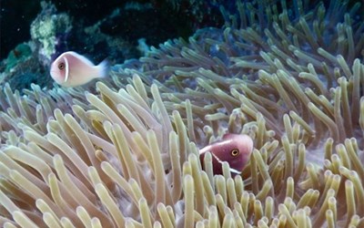 Lặn ngắm san hô Côn Đảo – Khám phá thế giới ngầm đẹp tuyệt trần dưới đáy biển