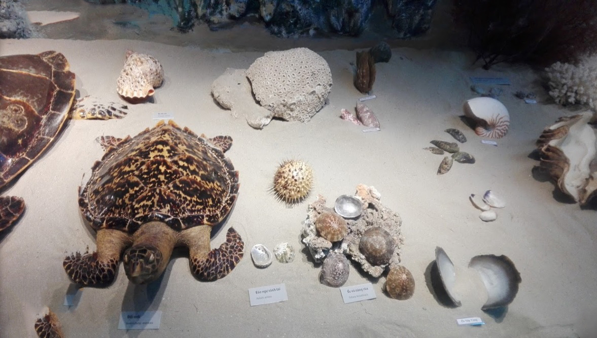 Tủ trưng bày cá thể rùa và các loài ốc biển ở Côn Đảo
