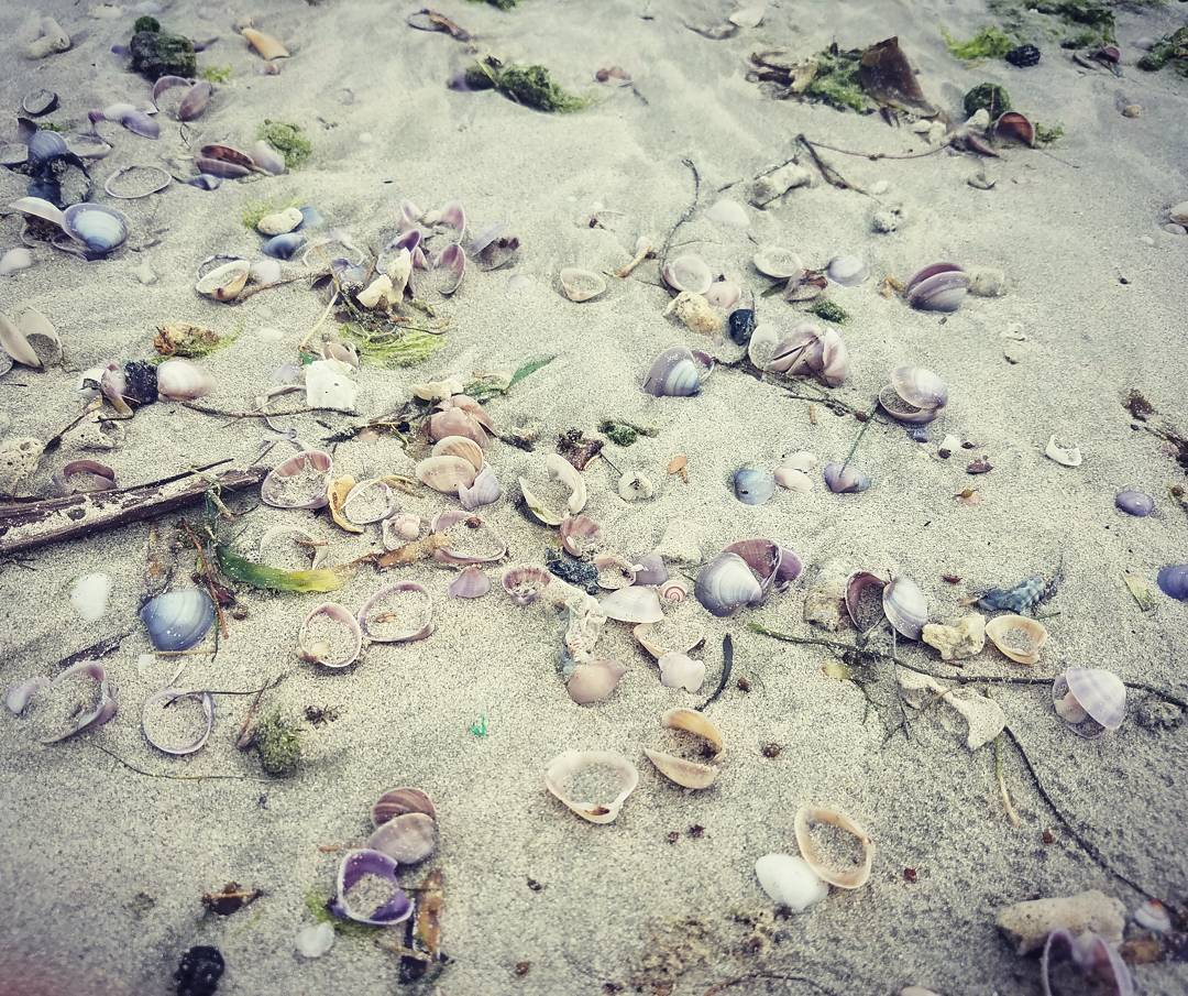 Trên bãi biển Lò Vôi có cực nhiều vỏ sò