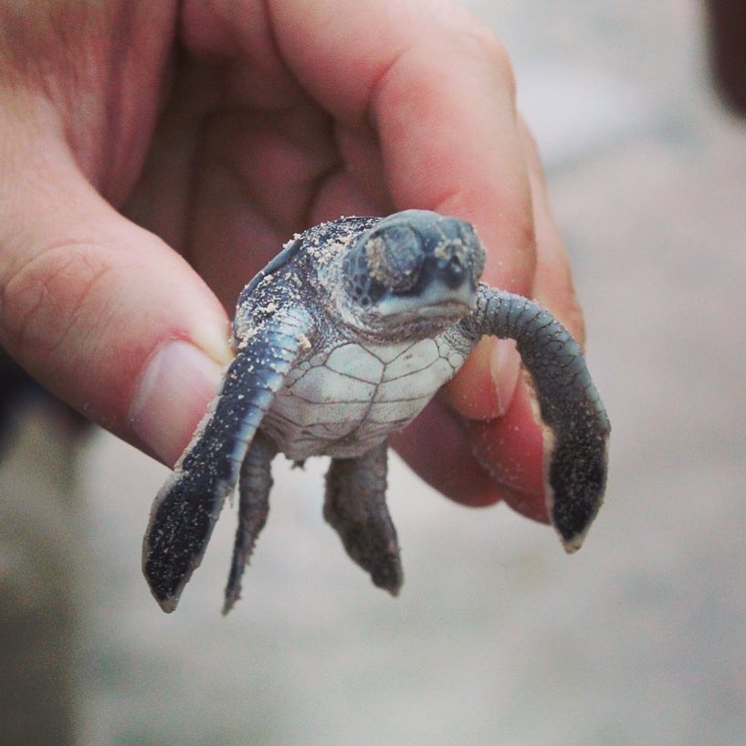 Xem rùa biển đẻ trứng là hoạt động rất thú vị nên cho trẻ em tham gia ở Côn Đảo