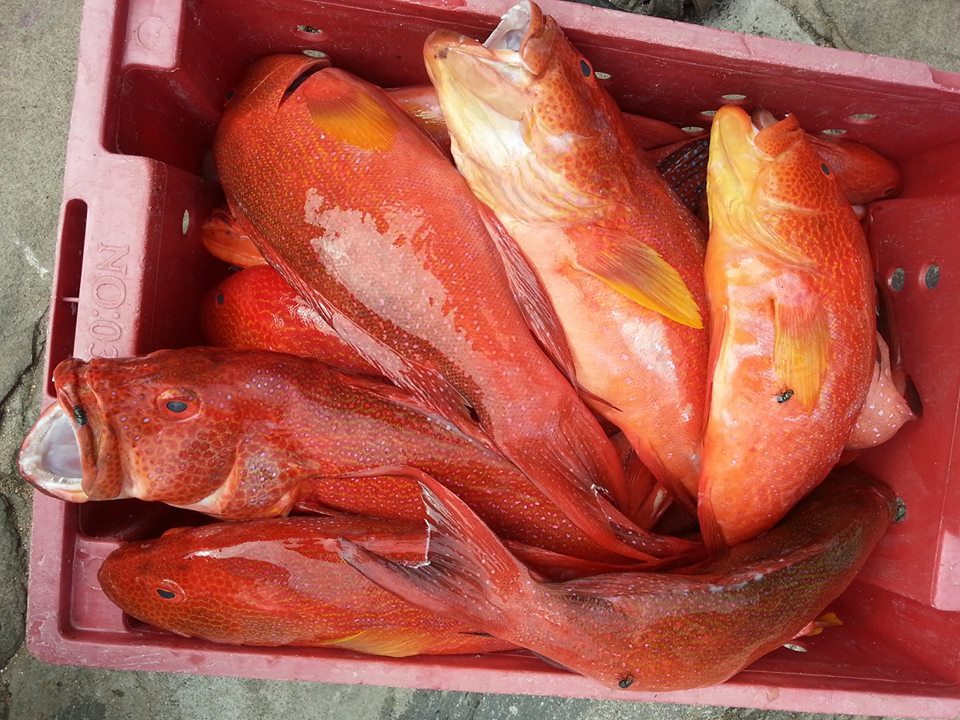 Cá mú đỏ Côn Đảo vừa đánh bắt