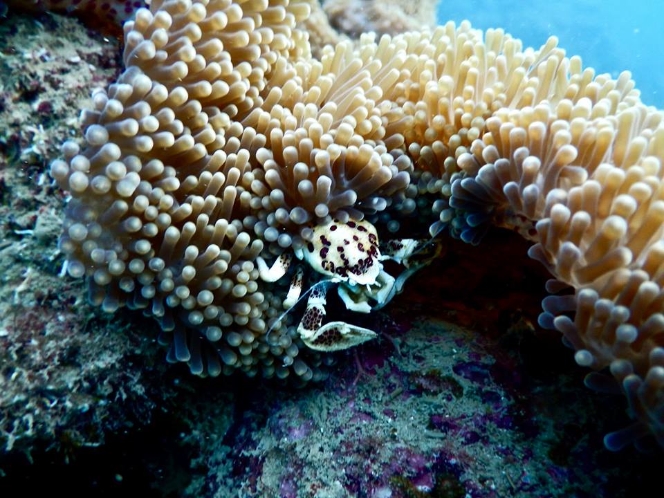 Ngoài san hô, bạn còn được tận mắt chứng kiến cách di chuyển, kiếm ăn của các loài sinh vật biển ở Côn Đảo