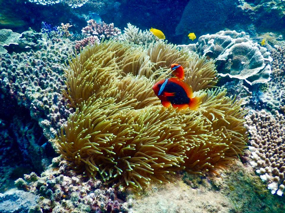 Những rặng san hô đủ màu sắc, hình dáng dưới đáy biển Côn Đảo
