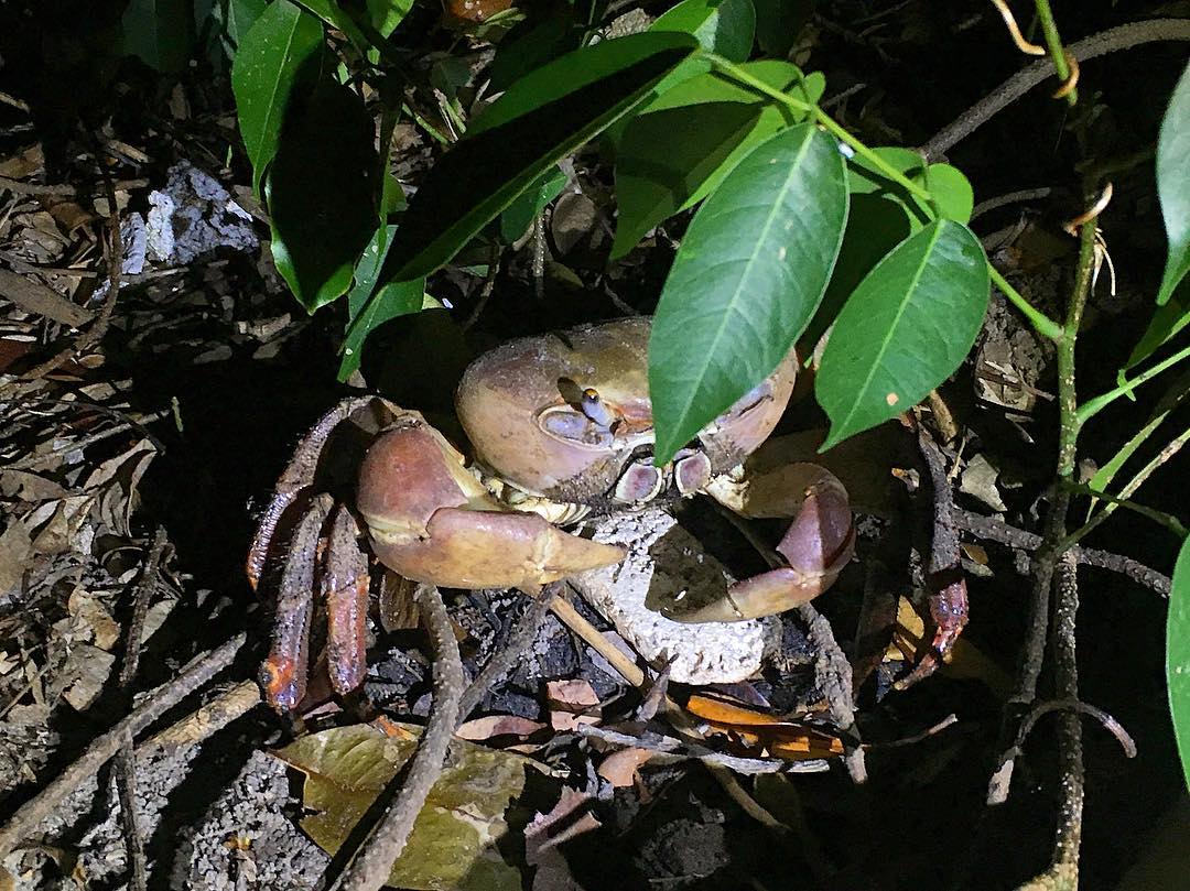 Xem hoạt động kiếm ăn của Cua Xe Tăng trong Vườn Quốc Gia Côn Đảo vào ban đêm