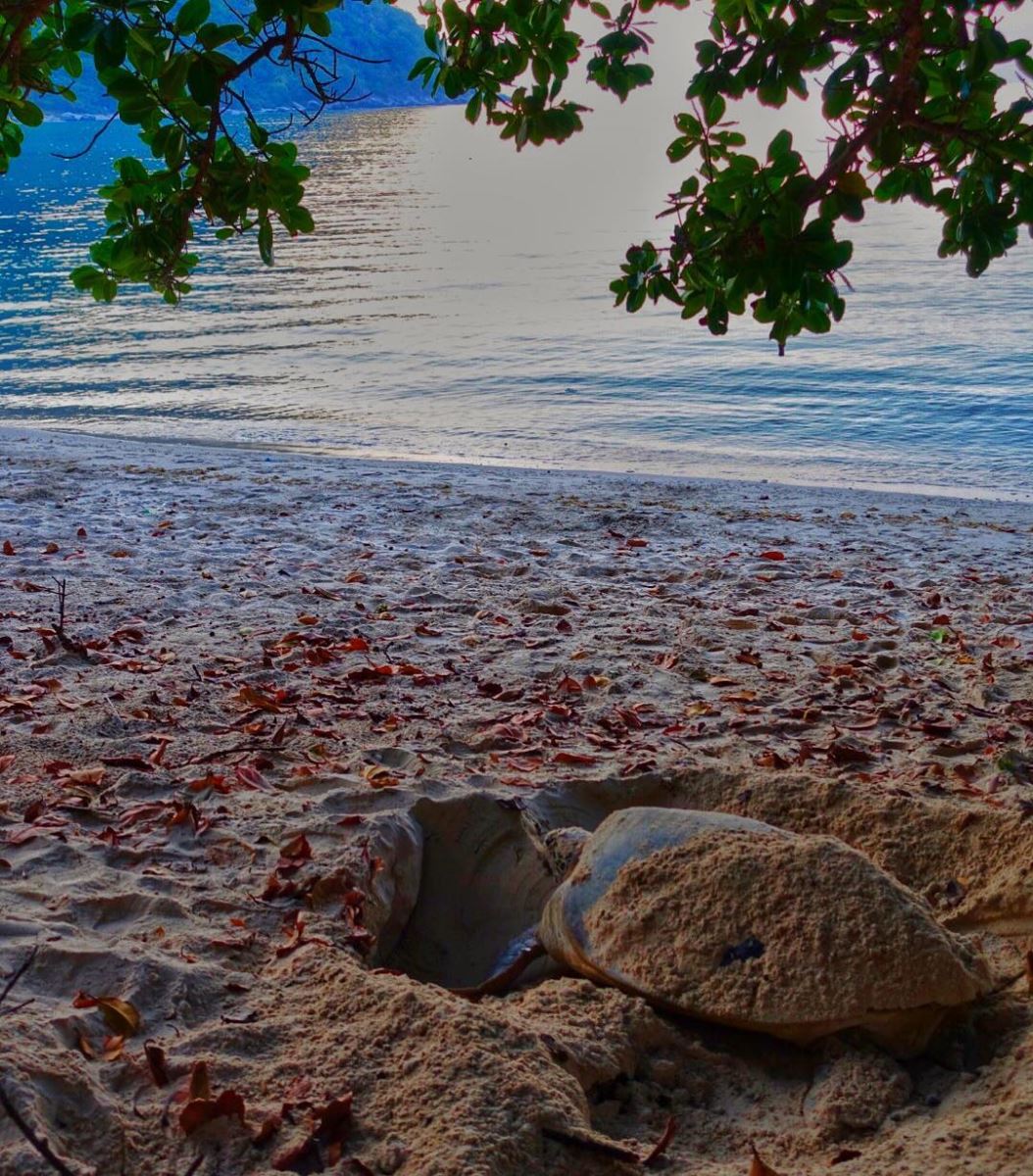 Rùa biển Côn Đảo sẽ lên bờ đẻ trứng từ tháng 4 đến tháng 9 dương lịch hàng năm