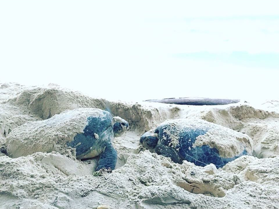 Cứ độ tháng 4 đến tháng 9 hàng năm, rùa biển lại tập trung về Côn Đảo để đẻ trứng